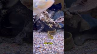 Incredible Freshwater Tiger Moray Eels!