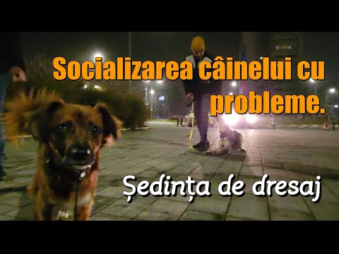 Cum poți socializa câinele cu probleme. Câteva detalii și exemple video.#dogs #dresaj #behavior