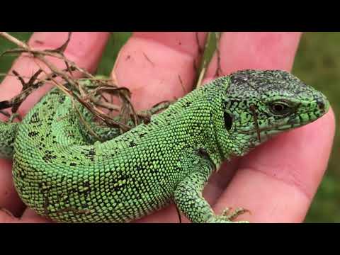 ,A Beautiful Green Lizard or GARDEN HELPER in my Dirty Hand #bellindestiny