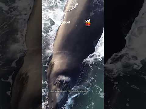 Filhote albino de baleia-franca encanta em raro registro no litoral de SC