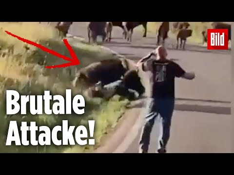 Bison wirbelt Amerikanerin durch die Luft – Und reißt ihr die Hose von den Beinen! | South Dakota