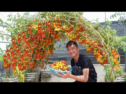 Housewives will fall in love with this tomato garden, it's so wonderful and beautiful