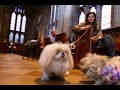 Blessing Of The Animals Trinity Church Wall Street October 1 2023