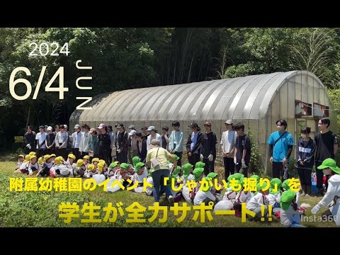 【愛知教育大学】附属幼稚園児とじゃがいも掘り