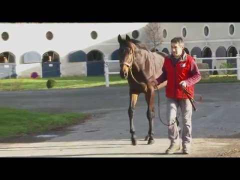 Voiladenuo, nouvel étalon au Haras du Lion en 2016
