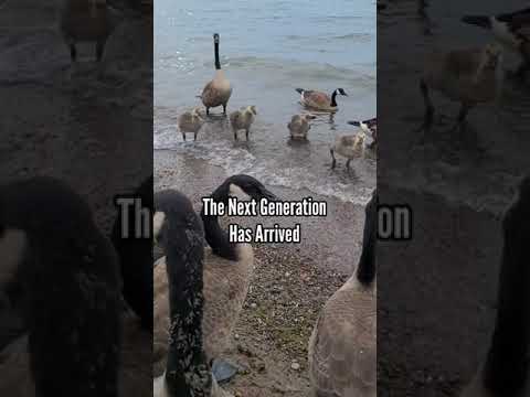 Swarm Of Friendly Canada Geese