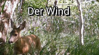 Der Wald verbirgt das tun