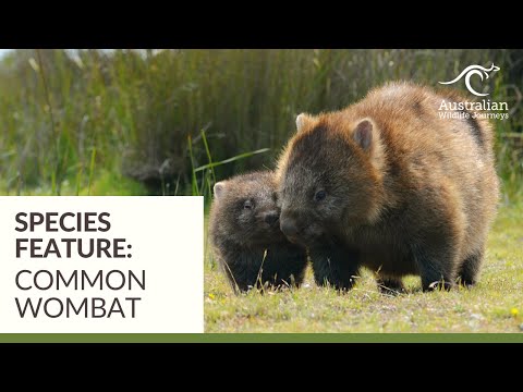 Australia's Cutest Animals: The Common Wombat | Australian Wildlife Journeys