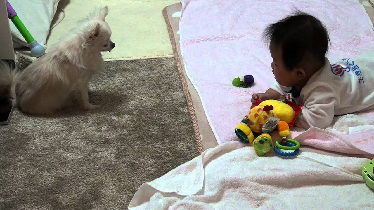 赤ちゃんを遊びに誘う犬