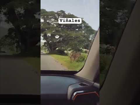 Viñales, Pinar del Rio #cuba #fypage #travel #youtubeshorts #parati #youtuber #viñales #campo