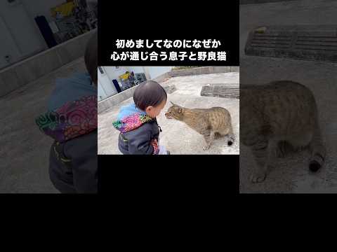 1歳児の息子と散歩してたら人馴れしすぎてる猫ちゃんに遭遇し初めましてとは思えない距離感で近づいてた笑 #野良猫 #子猫 #赤ちゃんと猫 #shorts