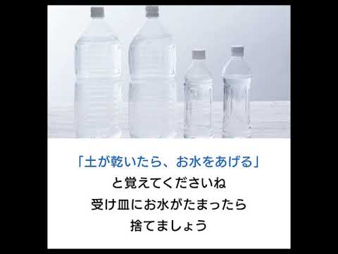 冬に蘭の世話をするにはどうすればよいですか？力強く成長するための5つの重要なステップ  庭園