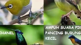 Download lagu SUARA PIKAT BURUNG SEMUA BURUNG KECIL DIJAMIN AMPU... mp3