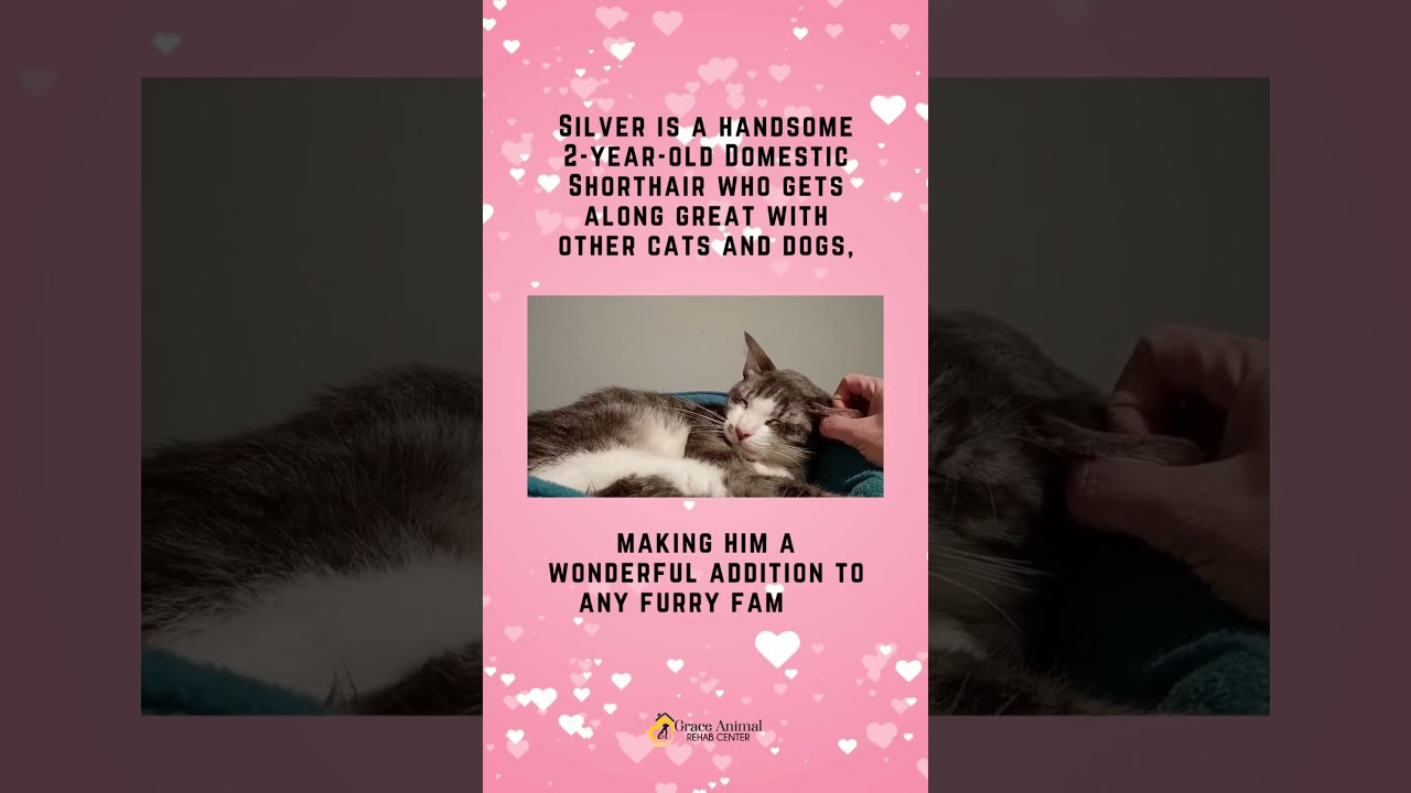 Enlarge Silver, a Adoptable Domestic Short Hair in Sapulpa, OK video 6/6