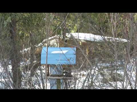 Flock of Redpolls Chirping and Feeding