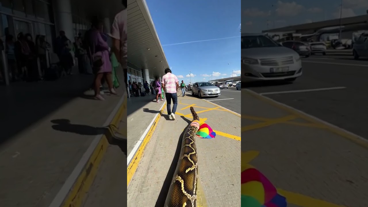 amazing video #shortsvideo