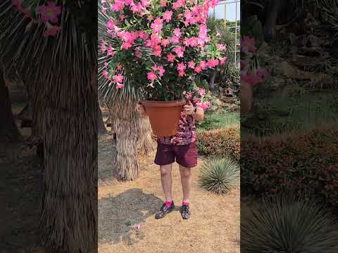 SCANDALOUSLY BEAUTIFUL CLIMBING VINE! Mandevilla - Apocynaceae