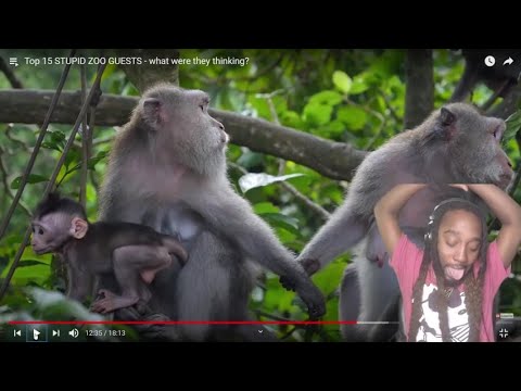 (THEY GOT A DEATH WISH) Top 15 Stupid Zoo Guest REACTION