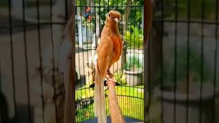 Download lagu HARGA FANTASTIS MURAI GOLDEN SHAMA ⁉️ #shorts #shortvideo mp3 Download lagu HARGA FANTASTIS MURAI GOLDEN SHAMA ⁉️ #shorts #shortvideo mp3