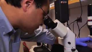 Wei Shi, MD, PhD