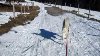 preview picture of video 'Ski-chien 56, près du Rathevel'