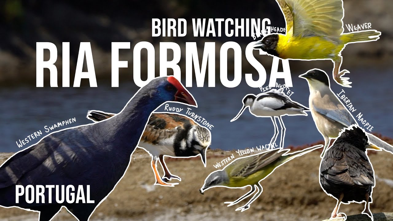 Join traveler as he explores Ria Formosa Natural Park.