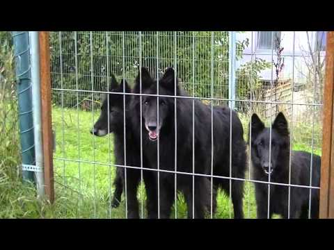 Happy Birthday Ornella *19.09.1997 aus Ch. Tarro van´t Belgisch Schoon & Ch. Eve v. Schwarzen Ulan