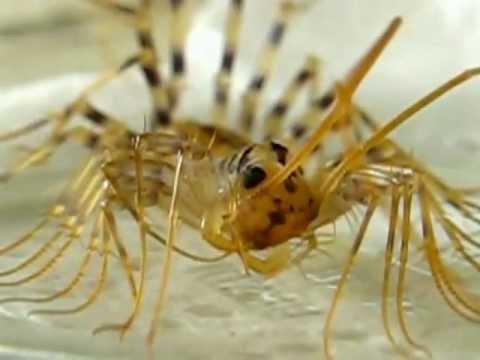 Centipede Song