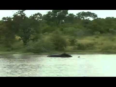 2-16-11 Elephant bull at Gowrie Dam