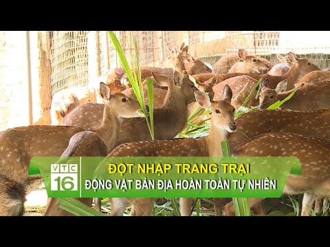 , title : 'Đột nhập trang trại nuôi động vật bản địa hoàn toàn tự nhiên | VTC16'