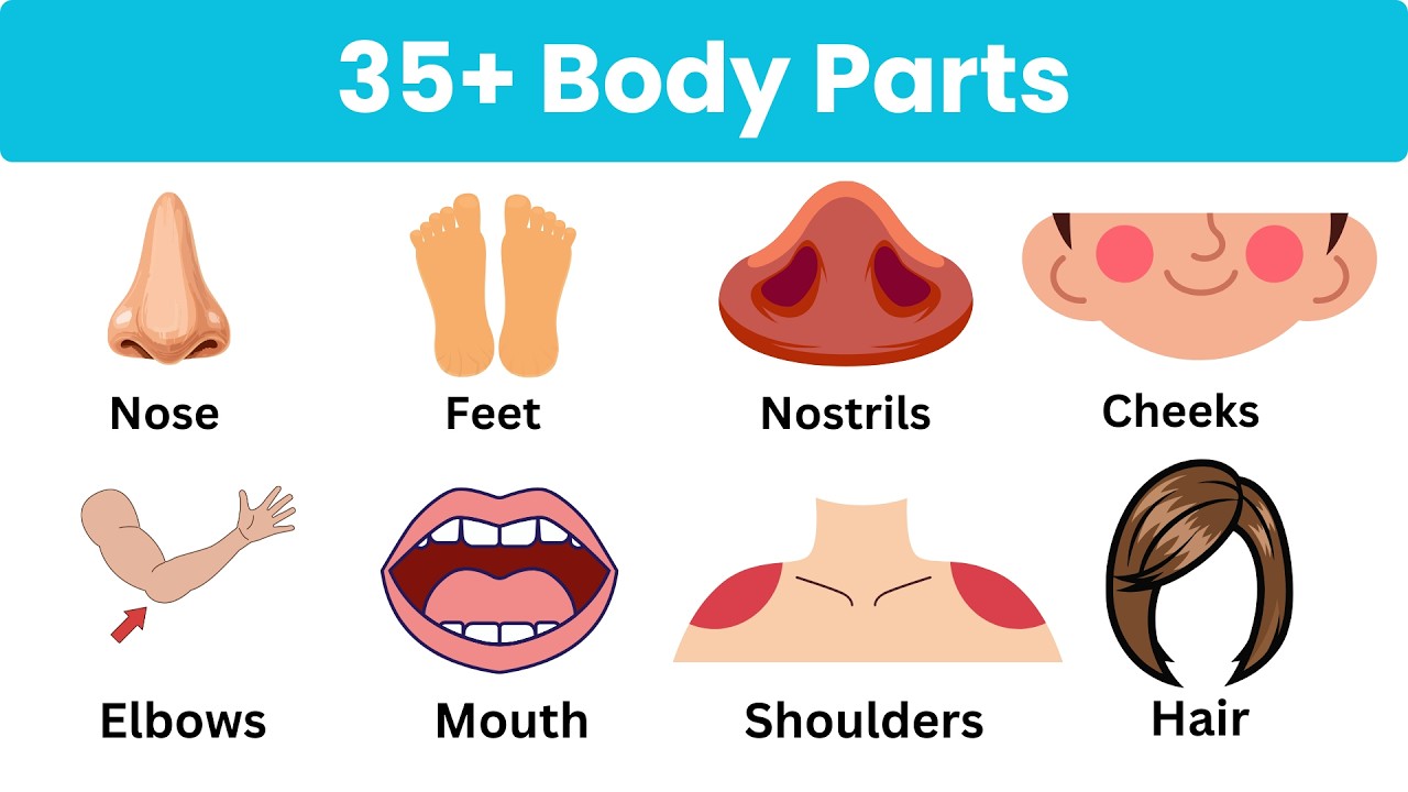 35+ Body Parts in English with Spellings | Parts of Body | English Vocabulary #bodyparts