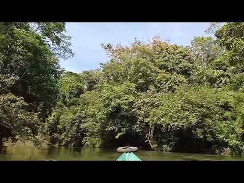 Pemandangan Hutan lebat yang indah di kalimantan