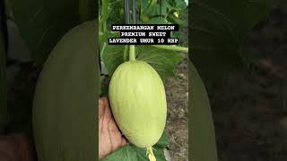 UPDATE TERBARU MELON SWEET LAVENDER 10 HSP #melonpremium #hidroponik #petanimuda