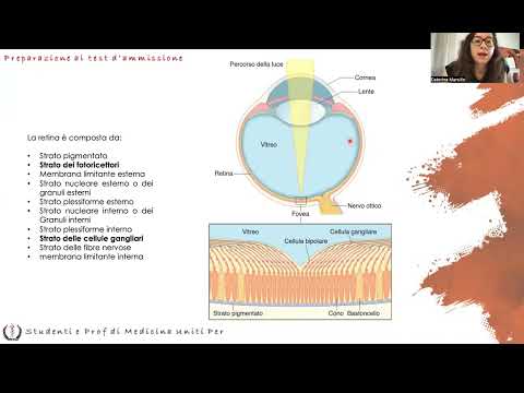 Anatomy and Physiology - Eye