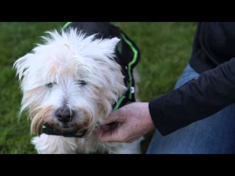 Horseware How to: Using the Horseware Dog Massage Blanket