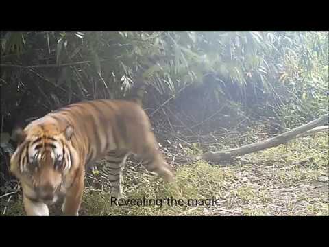 Protecting Tigers in Thailand