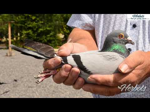 HERBOTS TV / Ivan Vanvuchelen ( Grazen ) 1st National Agen 6,058 year birds 2020