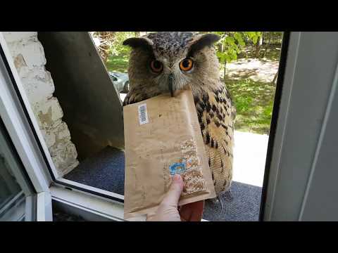 Window. Owl. Letter. World fame