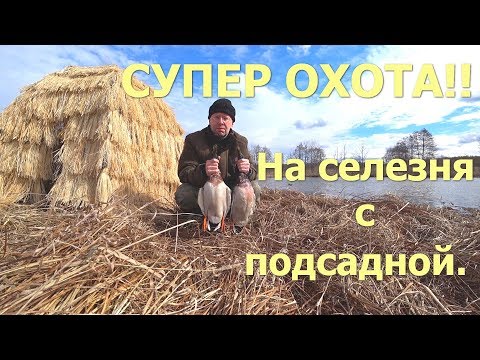 СУПЕР!! Охота на селезня с подсадной уткой весной. День 2-й. Весна 2019г.
