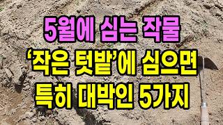 5월에 심는작물 중 특히 작은 텃밭에 심으면 대박인 5가지 농작물 추천