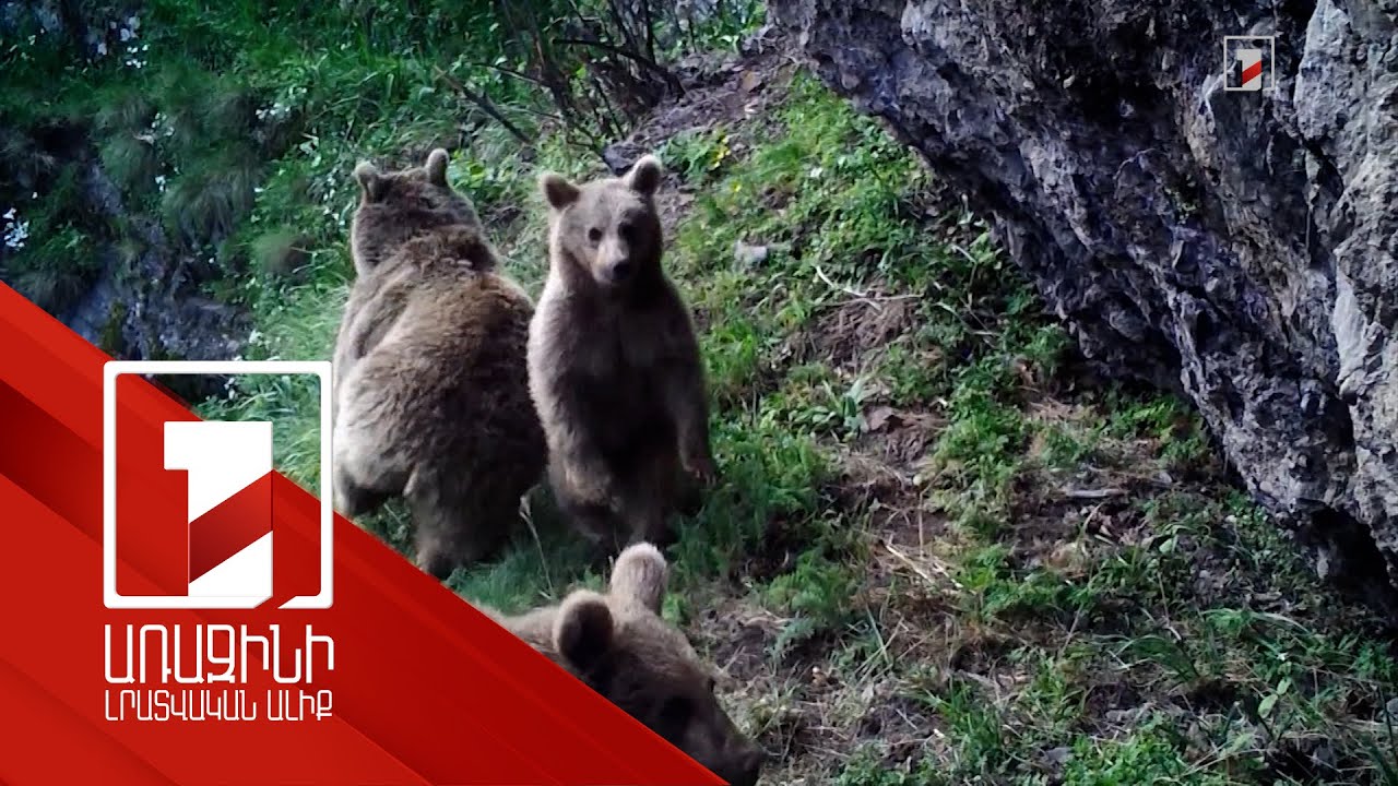 COP17-ին ընդառաջ՝ խստացվել է վայրի կենդանիներին անազատ պայմաններում պահելու նկատմամբ հսկողությունը