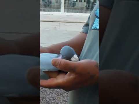 Janssen 019 Van Loon 05