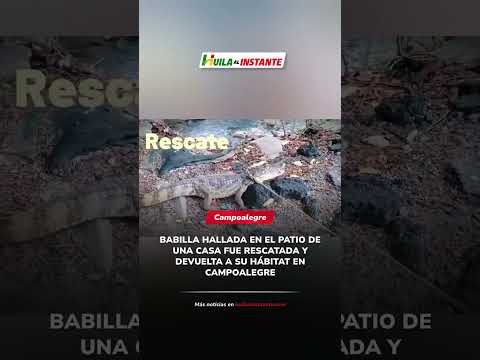 Babilla hallada en el patio de una casa fue rescatada y devuelta a su hábitat en Campoalegre