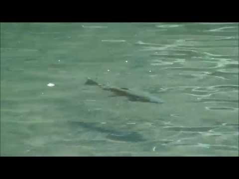 Wild Brown Trout Sipping Flies
