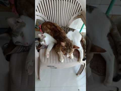 Cats' sleep time