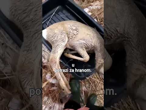 Na zapadu Sibira suživot životinja i ljudi o kojem se priča. Kako lijepo!