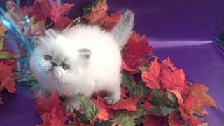 Blue Point Himalayan kitten