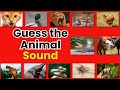 Guess The Animal Sound Game Animal Games For Kids