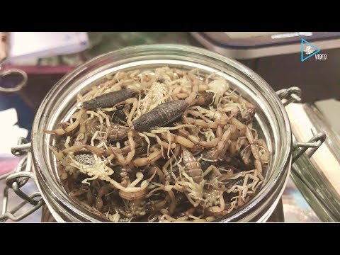 Alacraneros, el viejo oficio que mantiene a cientos de familias en Durango