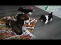 Miniature Dachshund dogs for sale: Jackson - Video 1